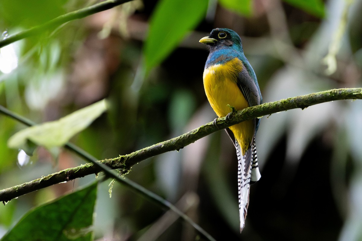Choco Black-throated Trogon - ML635348725