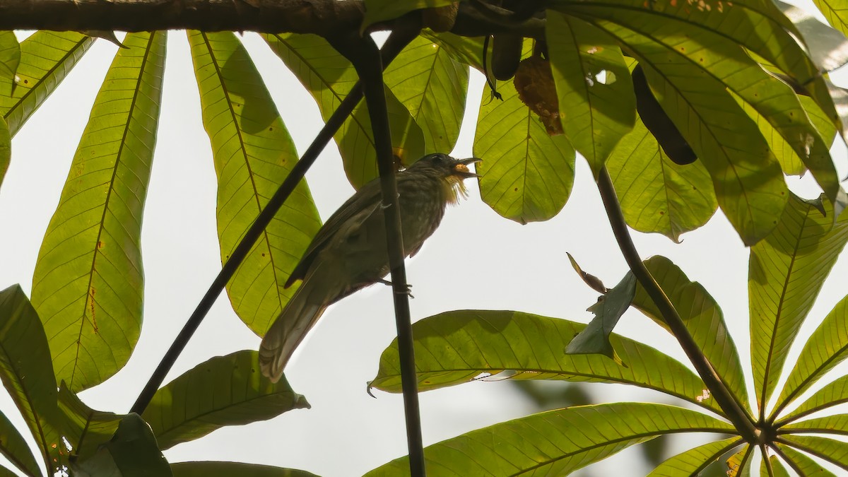 Western Bearded-Greenbul - ML635348728