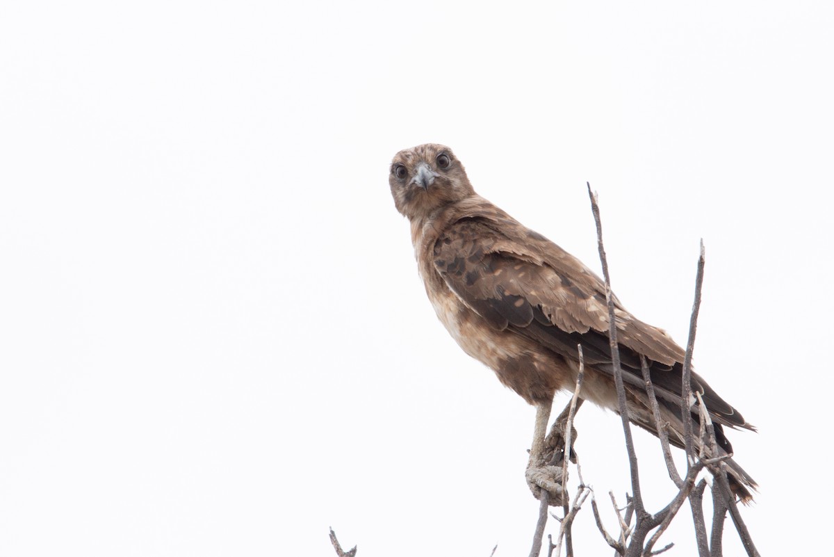 Brown Falcon - ML635348730