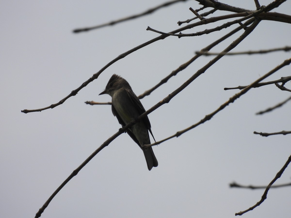 Western Wood-Pewee - ML635348737
