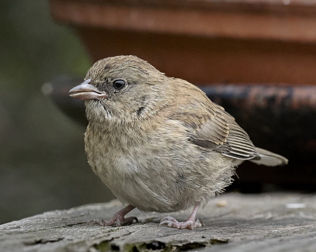 Junco ardoisé (groupe oreganus) - ML635348797