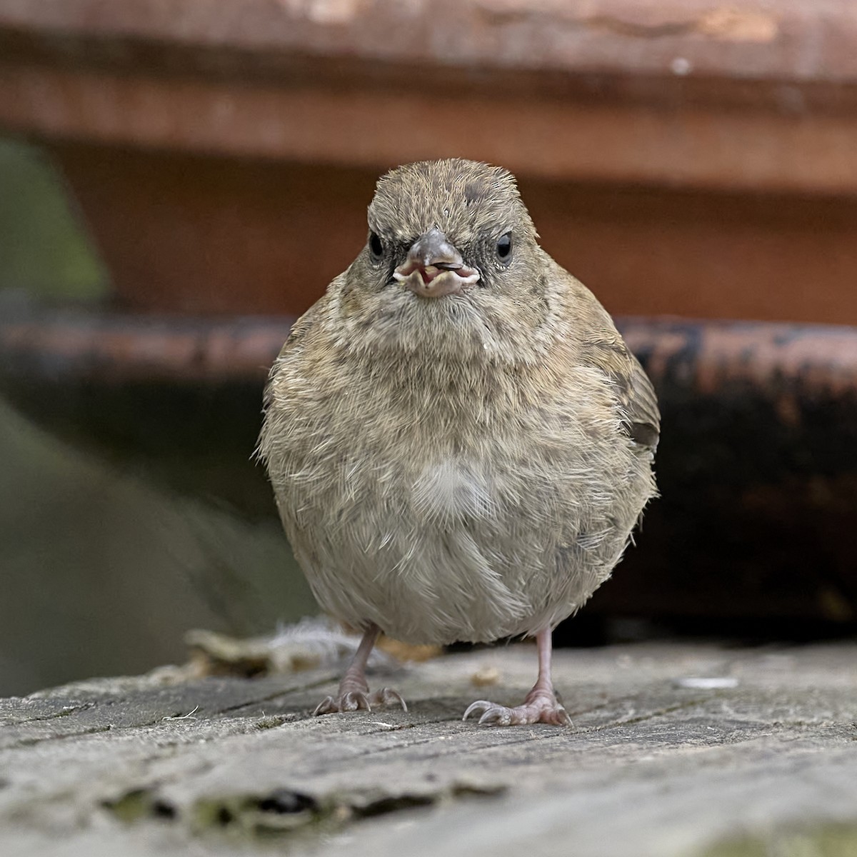 Junco ardoisé (groupe oreganus) - ML635348798