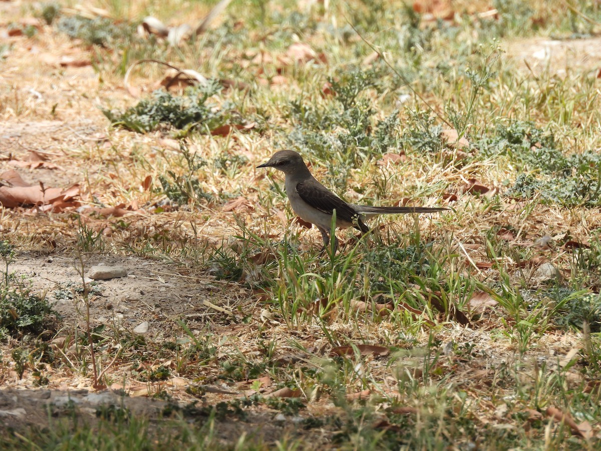 חקיינית צפונית - ML635348808