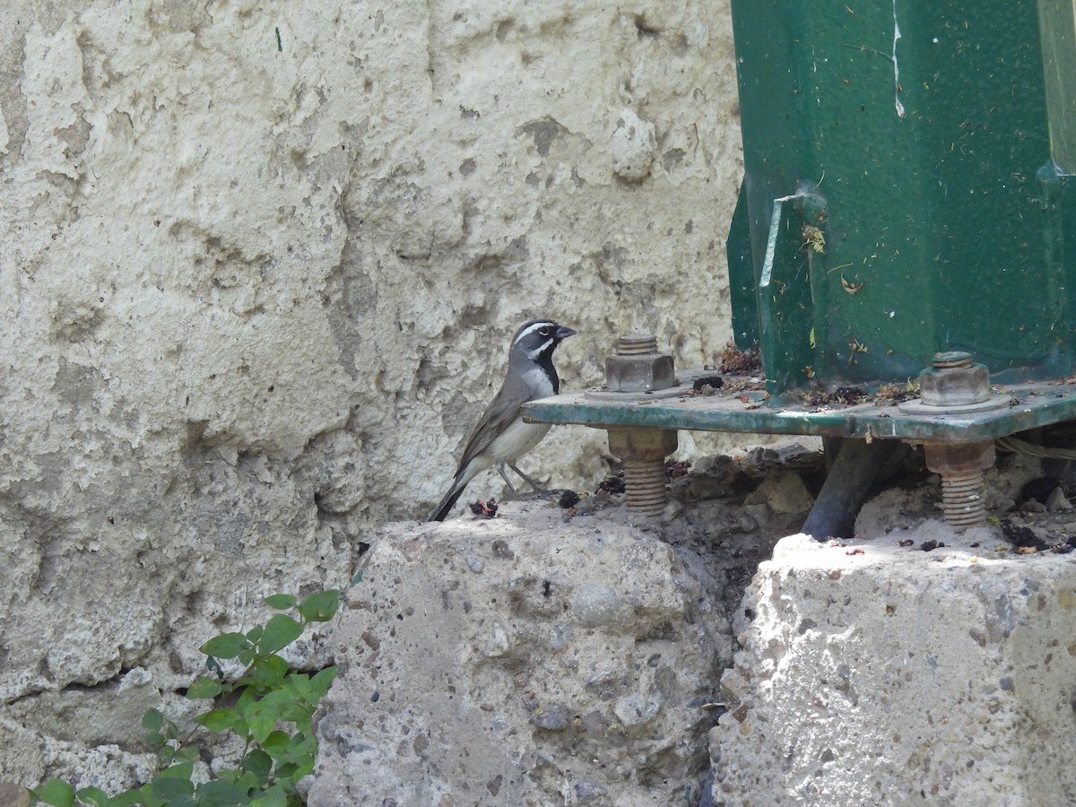 Black-throated Sparrow - ML635348818