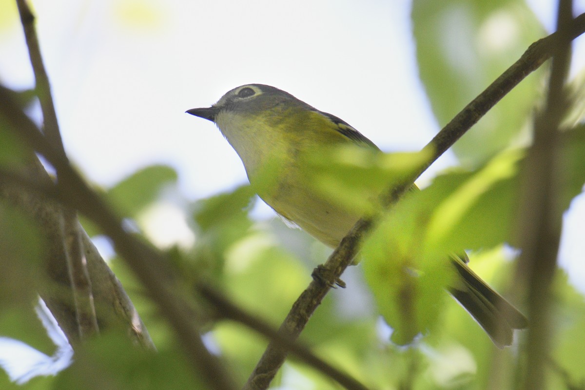 Mavi Başlı Vireo - ML635348844