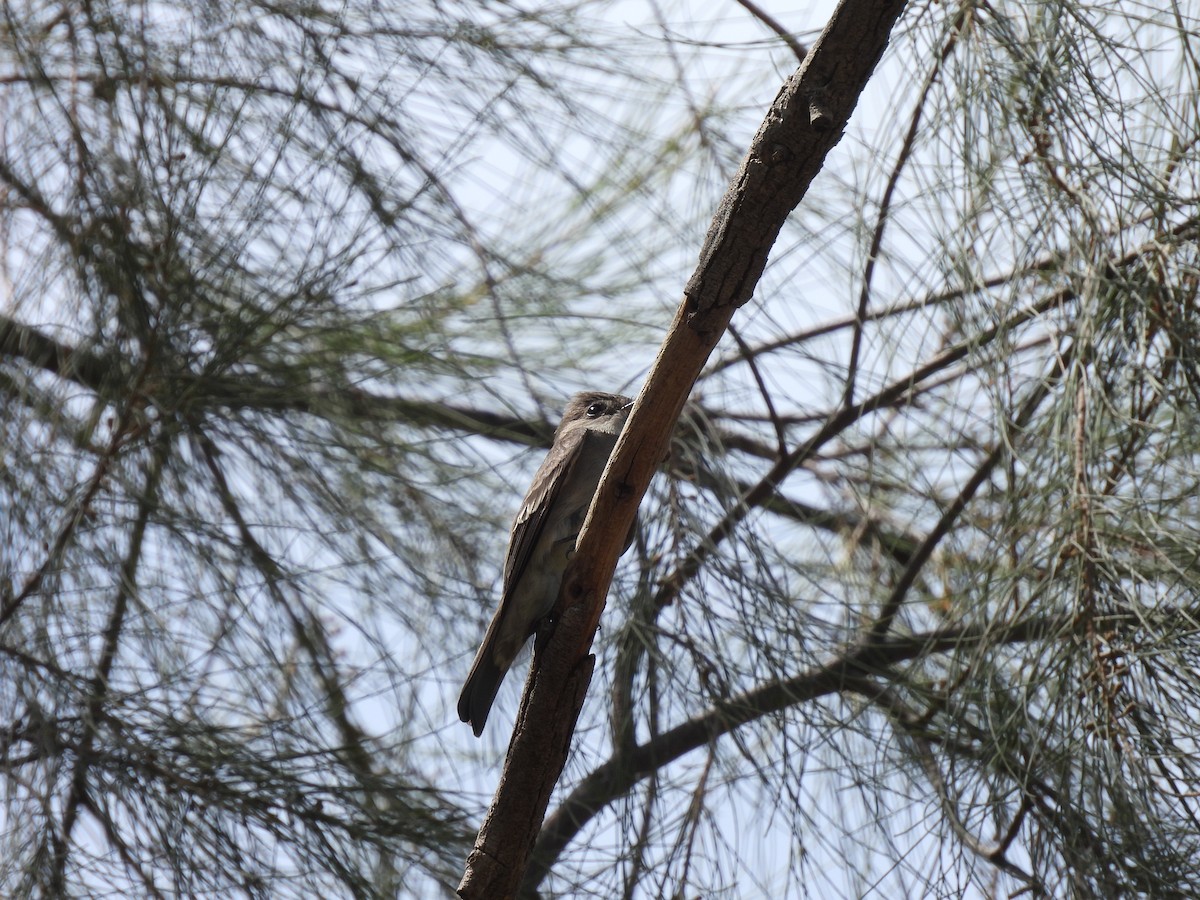 Western Wood-Pewee - ML635348846