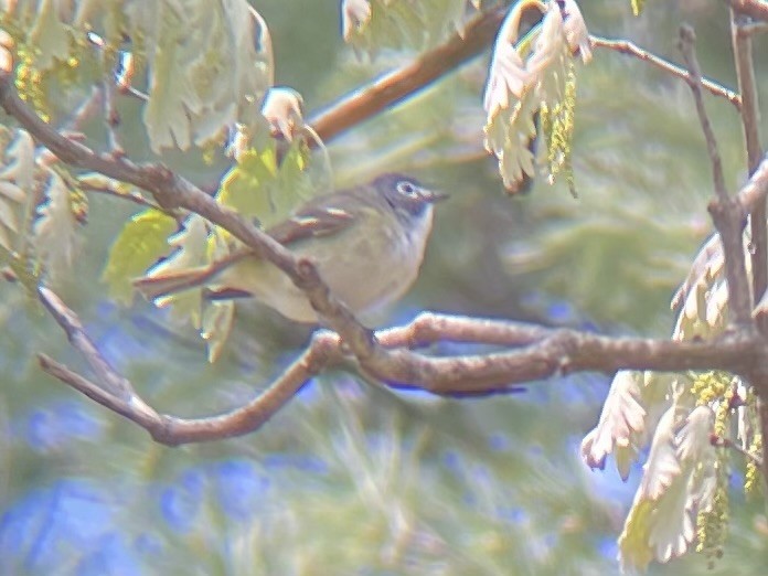Mavi Başlı Vireo - ML635348859