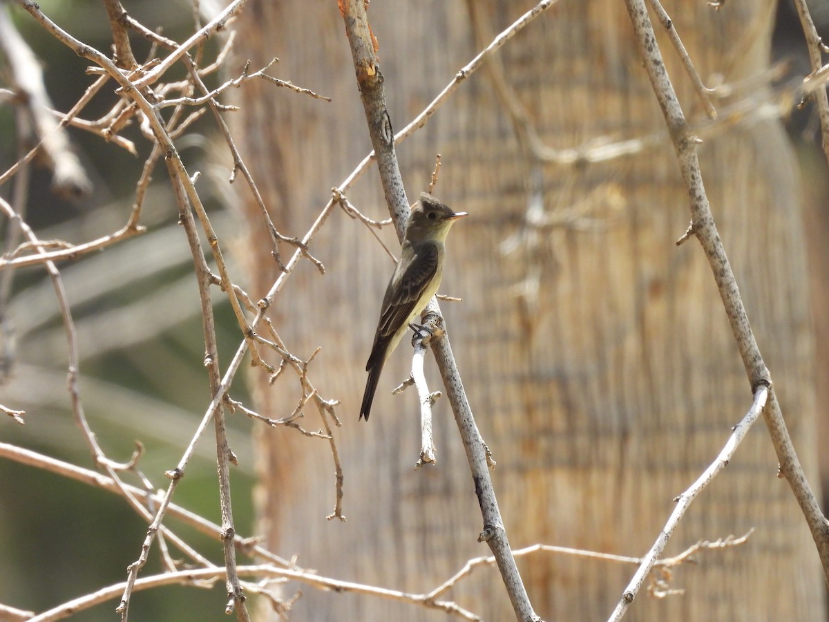 Western Wood-Pewee - ML635348885