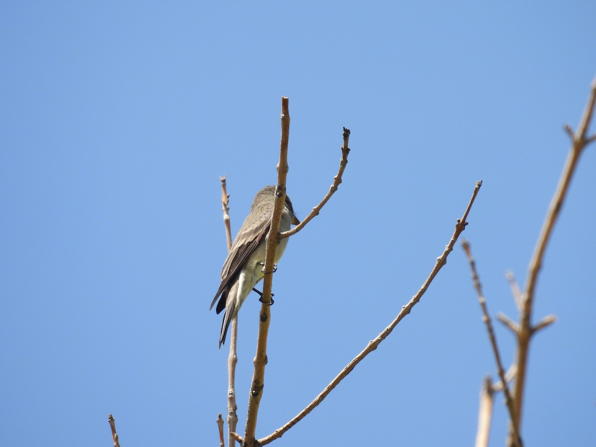 Western Wood-Pewee - ML635348919