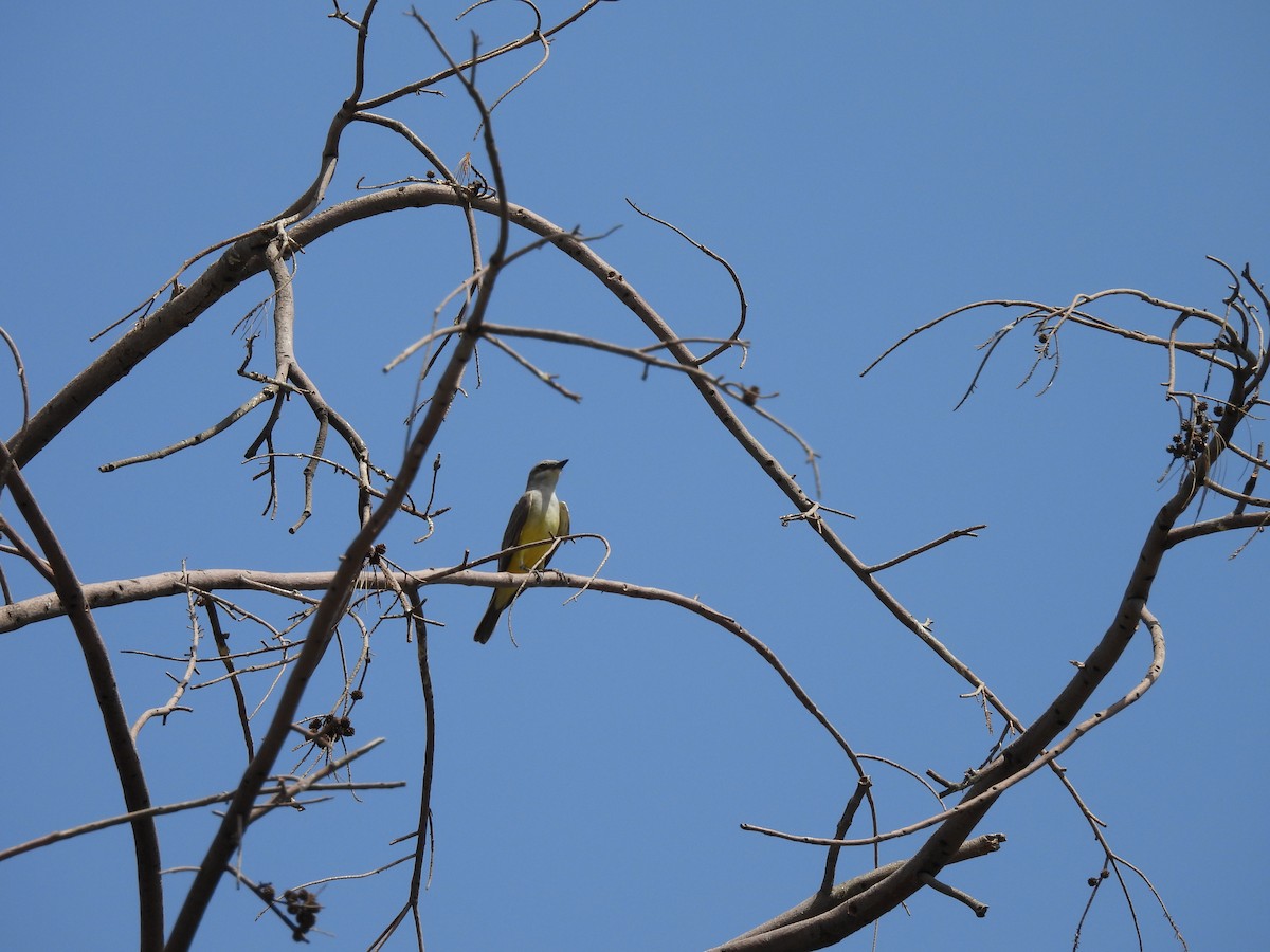 Western Wood-Pewee - ML635348969