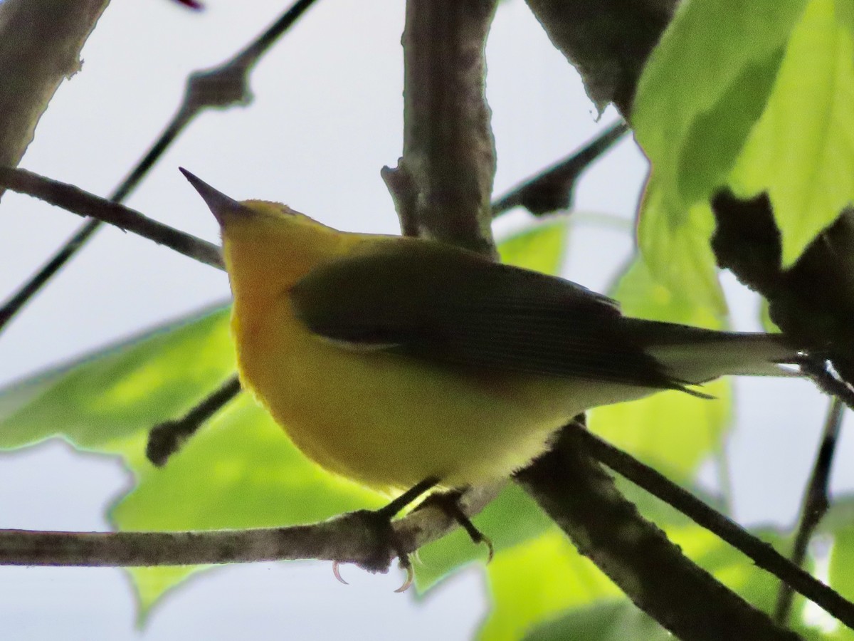 Prothonotary Warbler - ML635348978