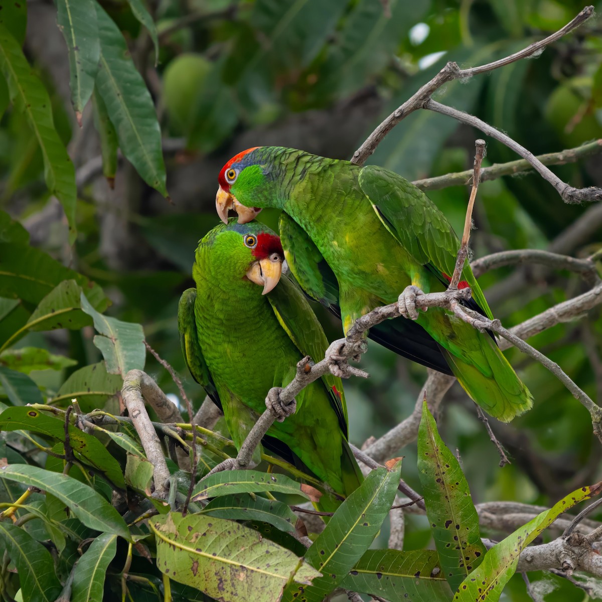 Red-crowned Amazon - ML635348998