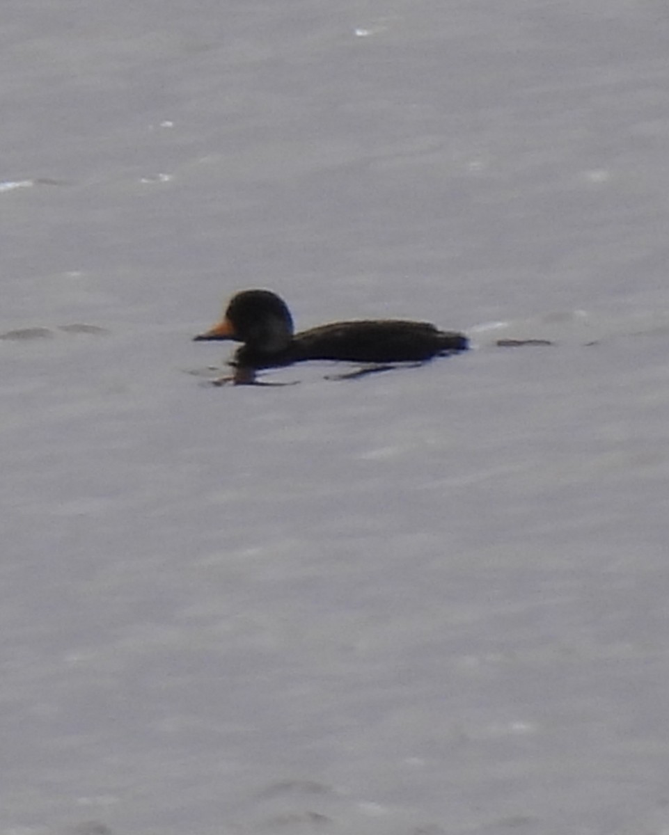 Black Scoter - ML635349016