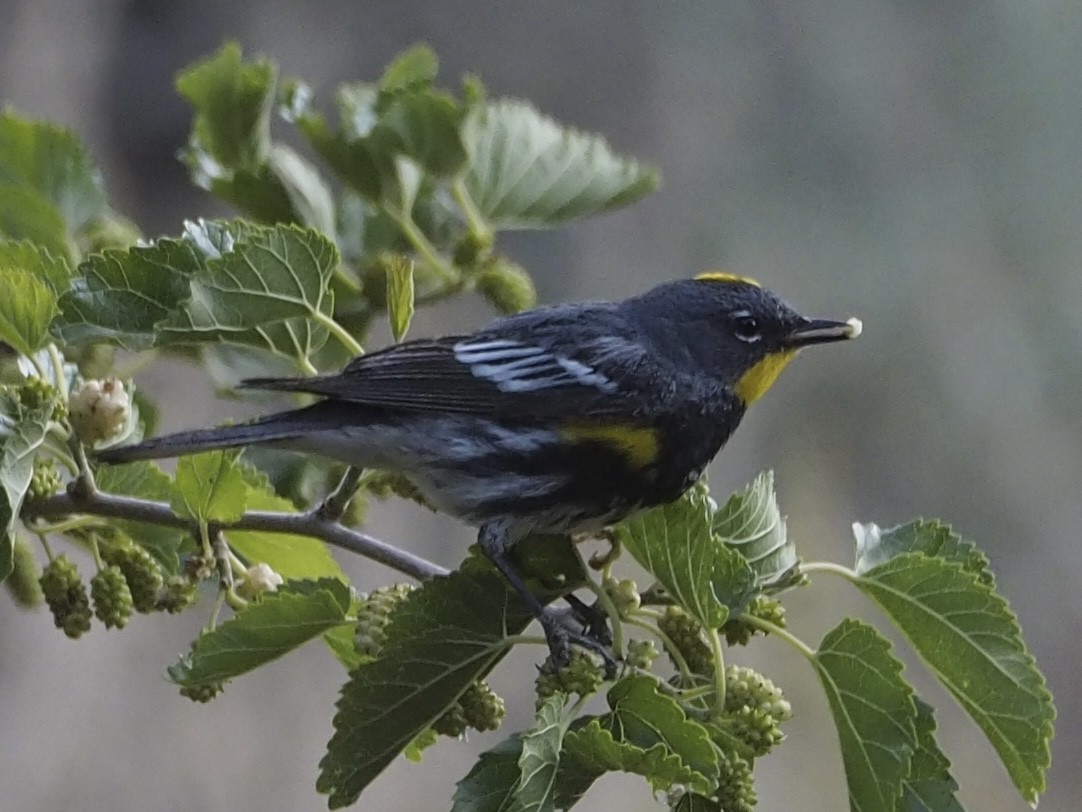 myrteparula (auduboni) (sitronstrupeparula) - ML635349043