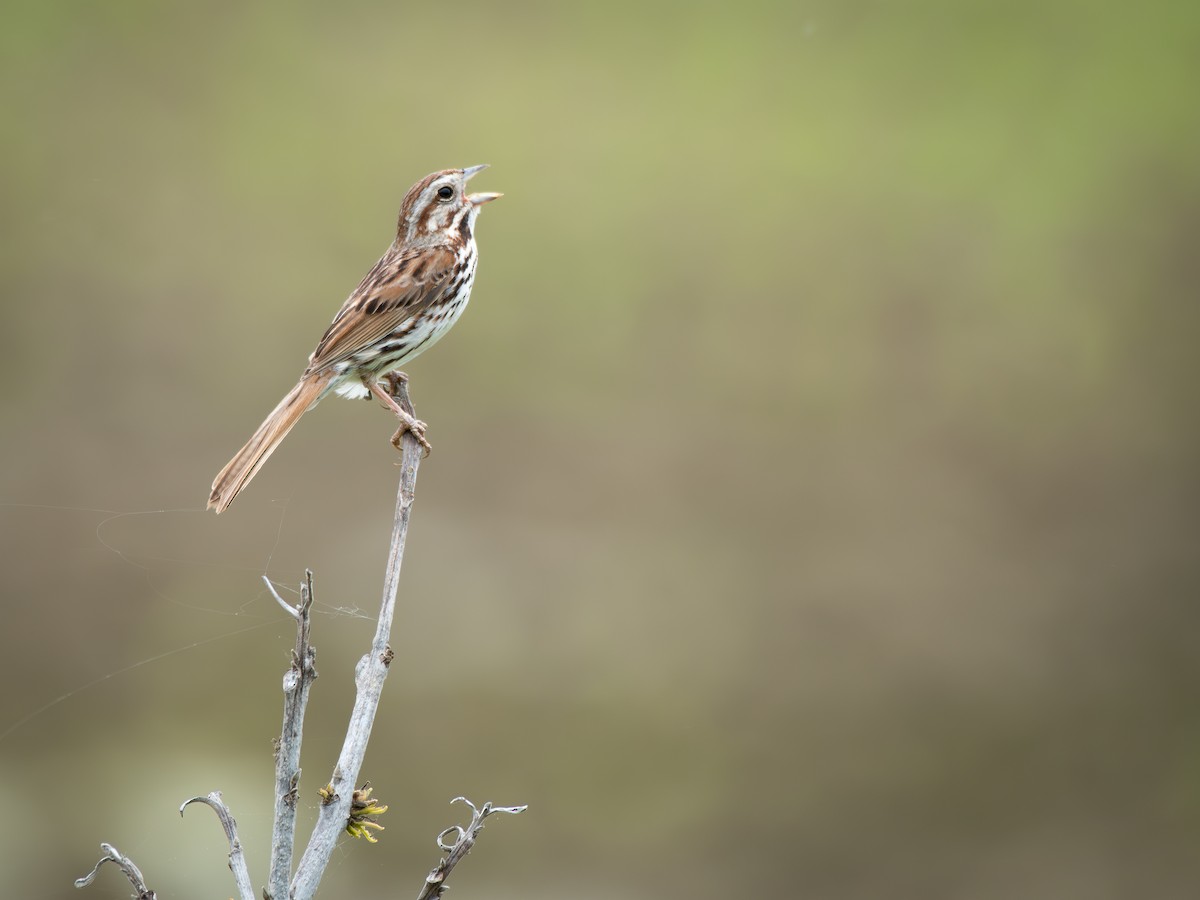 Song Sparrow - ML635349056