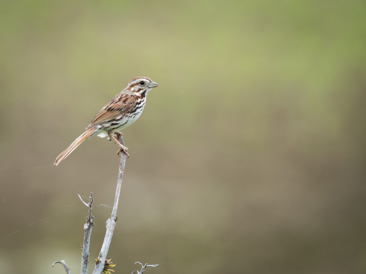 Song Sparrow - ML635349059