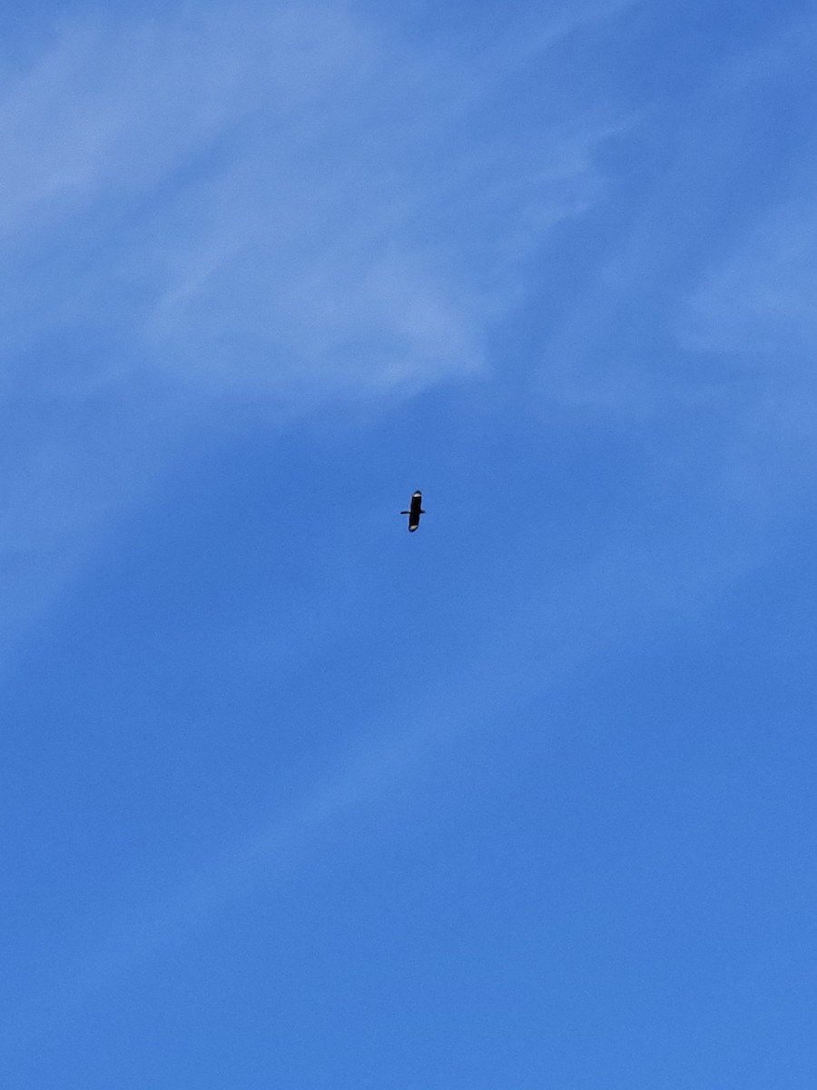 Crested Caracara - ML635349112