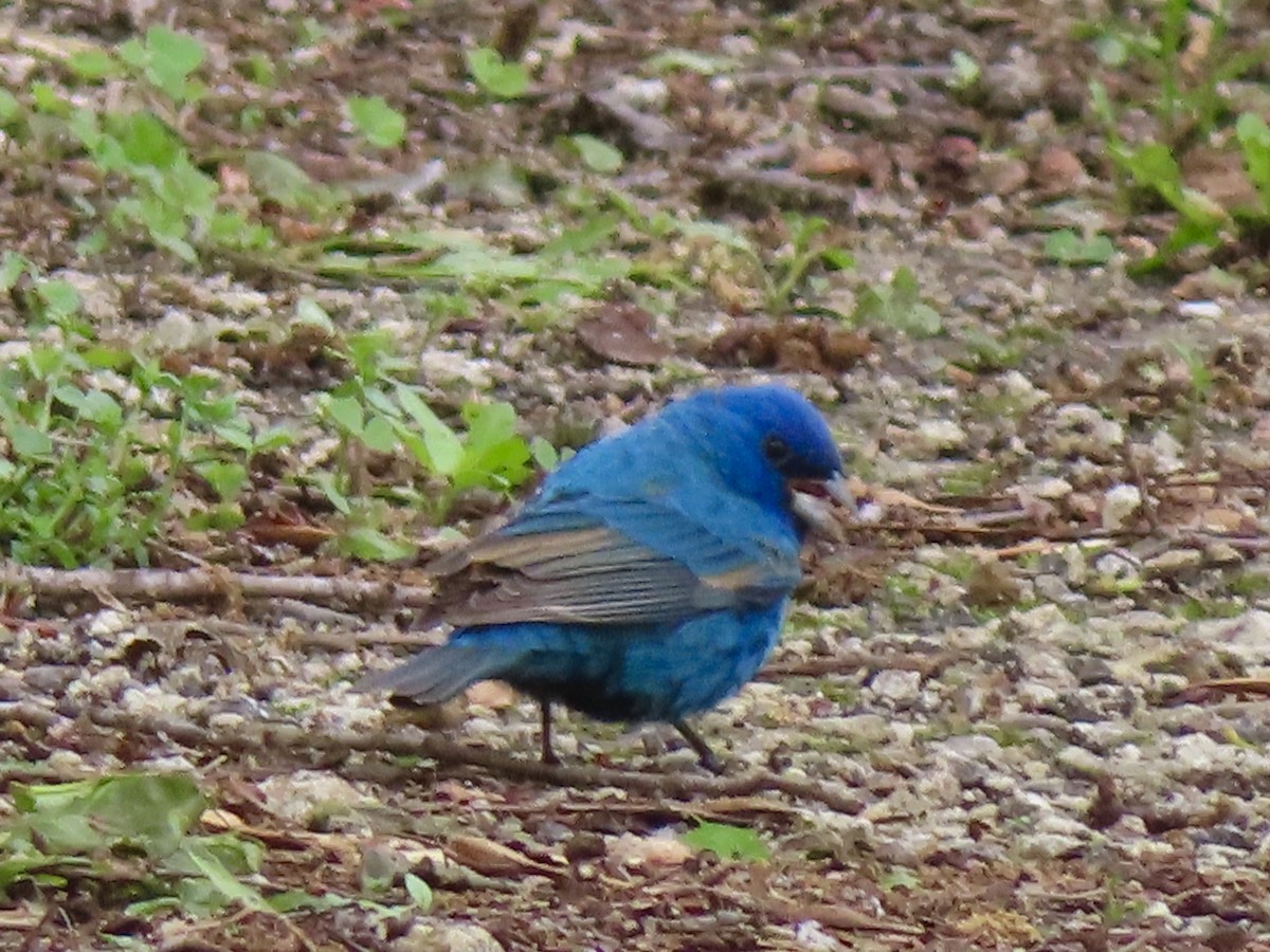 Indigo Bunting - ML635349134