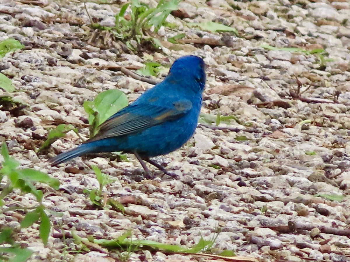 Indigo Bunting - ML635349135