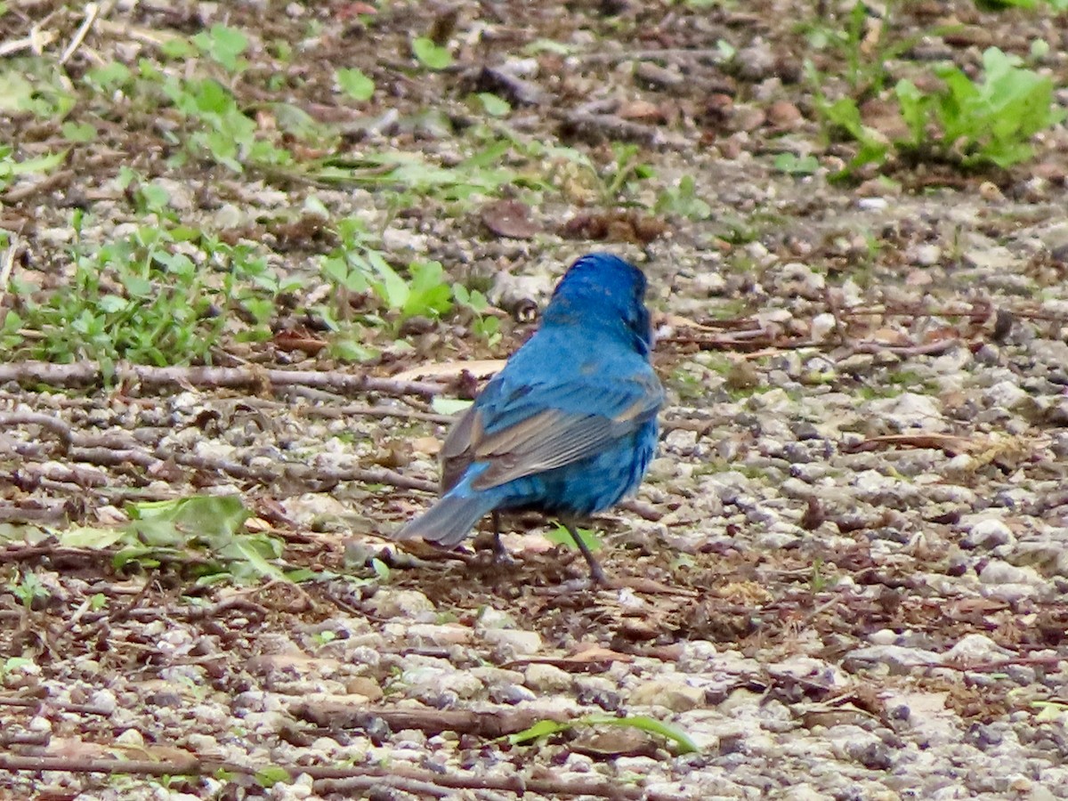 Indigo Bunting - ML635349136