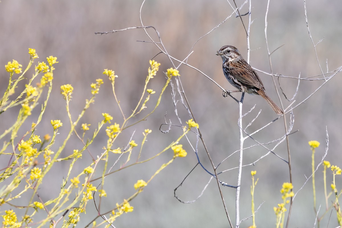 Song Sparrow - ML635349164