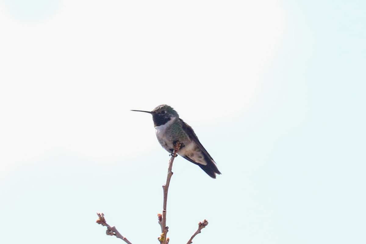 Broad-tailed Hummingbird - ML635349230