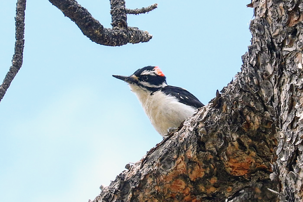 Hairy Woodpecker - ML635349246