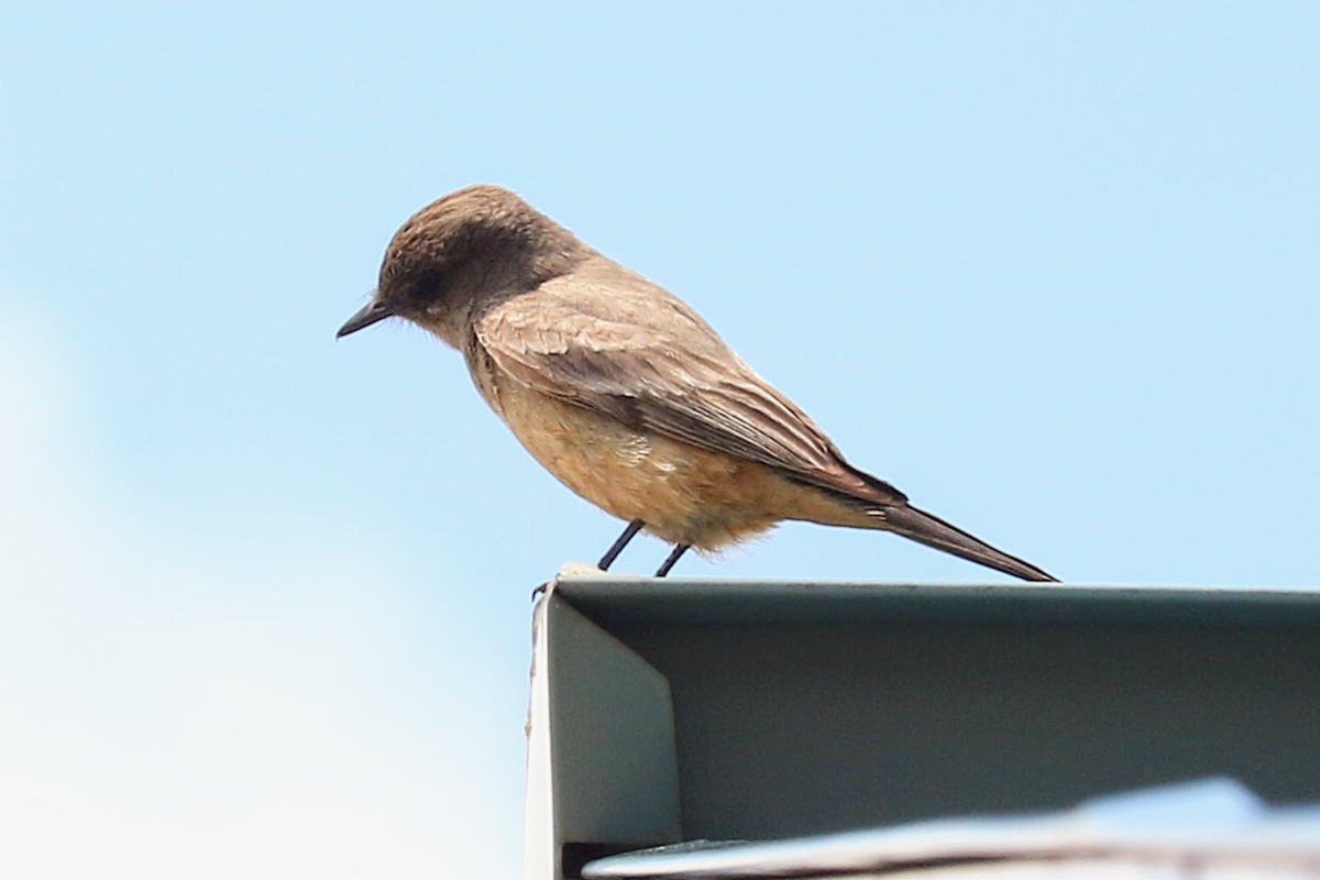 Say's Phoebe - ML635349251
