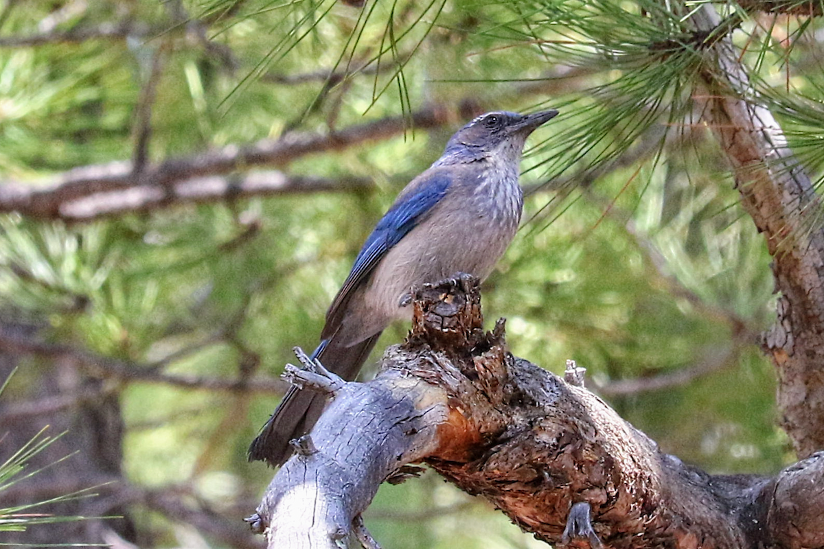 Woodhouse's Scrub-Jay - ML635349263