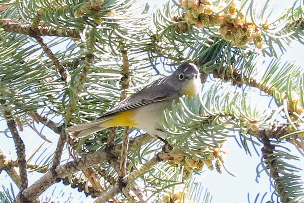 Virginia's Warbler - ML635349274