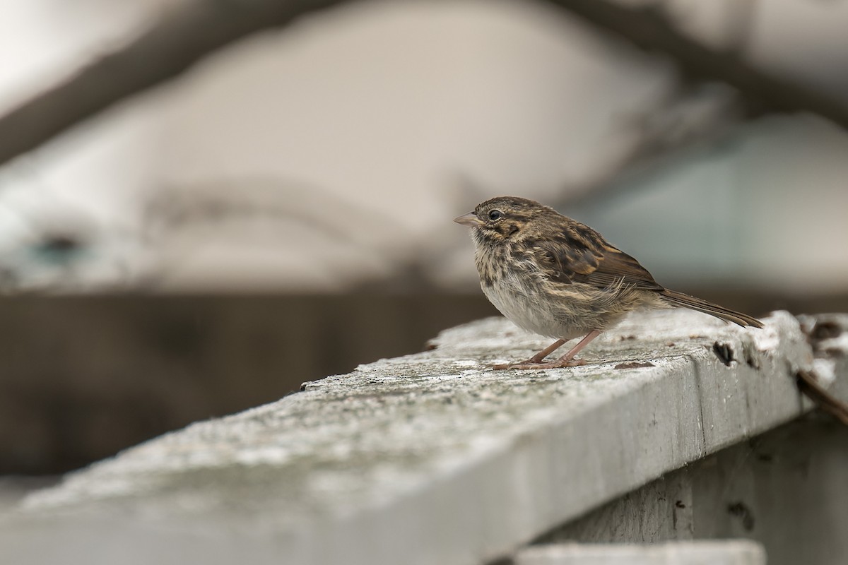 Song Sparrow - ML635349304