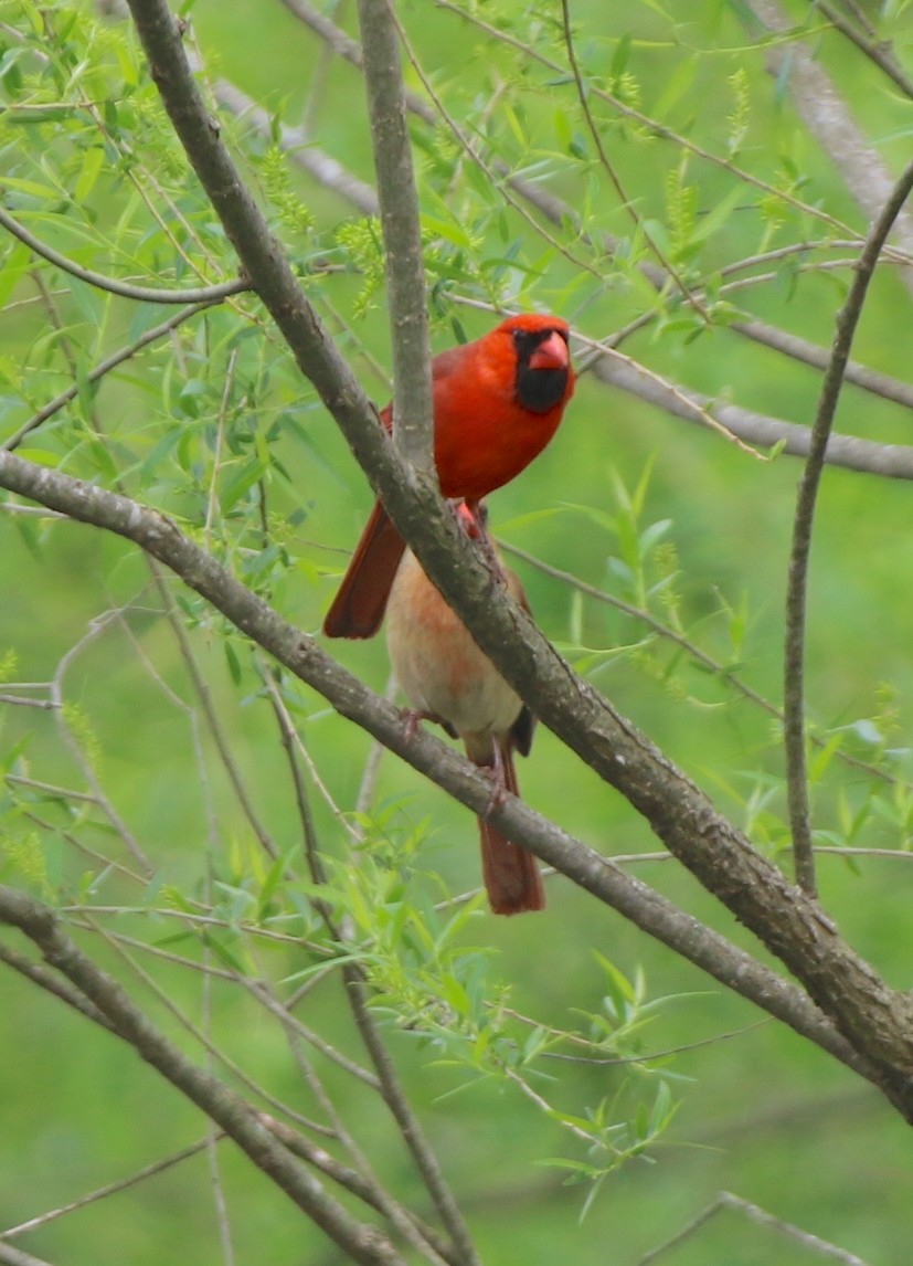 Northern Cardinal - ML635349341