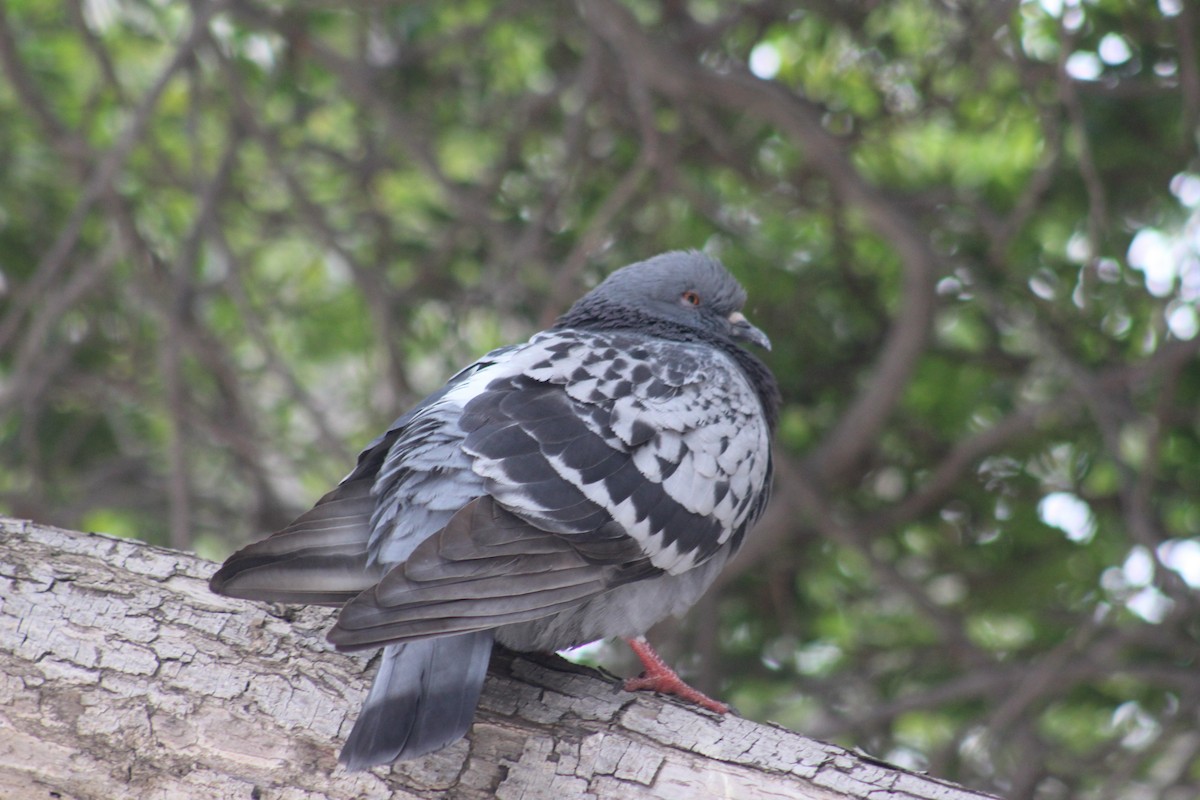 Rock Pigeon (Feral Pigeon) - ML635349359