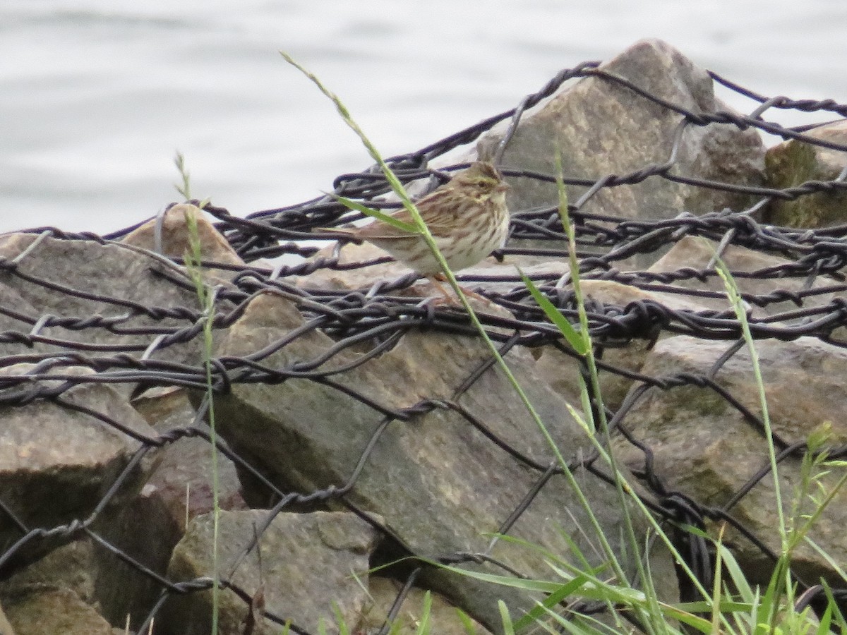 Savannah Sparrow - ML635349389