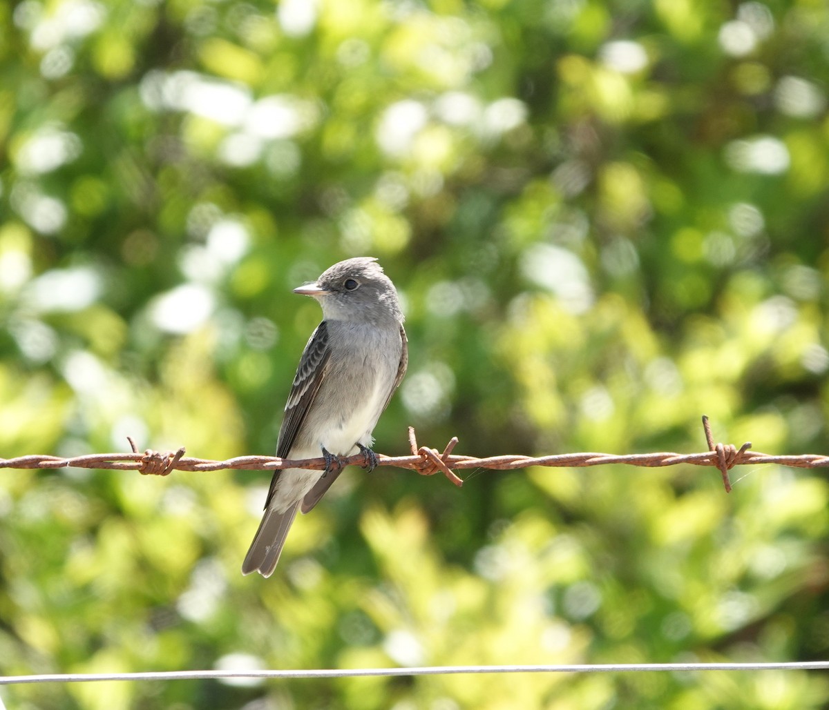 Western Wood-Pewee - ML635349401