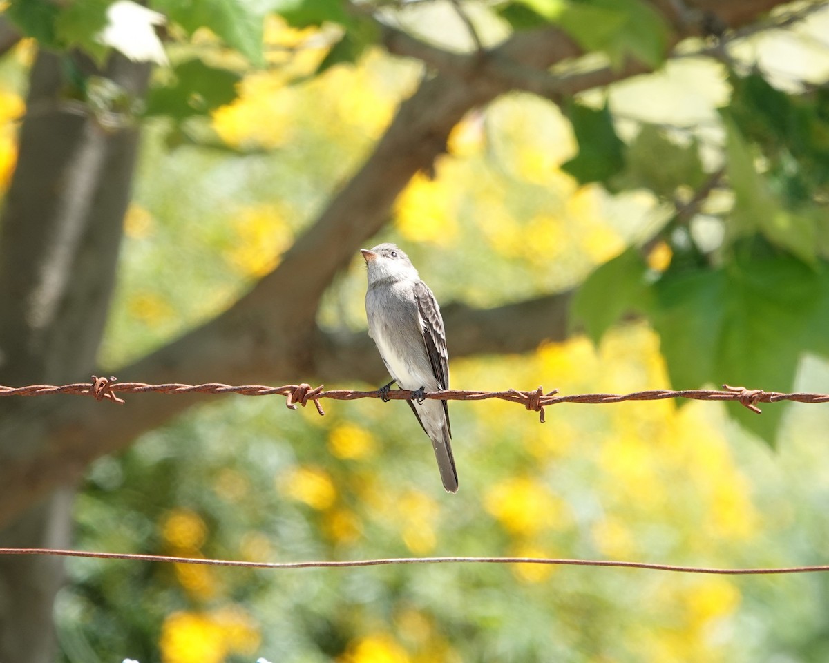 Western Wood-Pewee - ML635349402