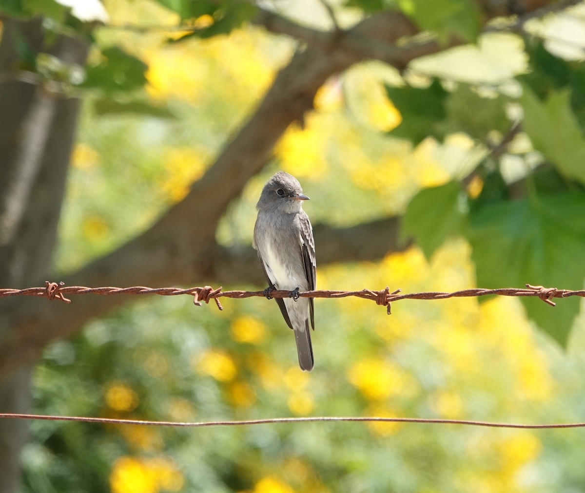 Western Wood-Pewee - ML635349403