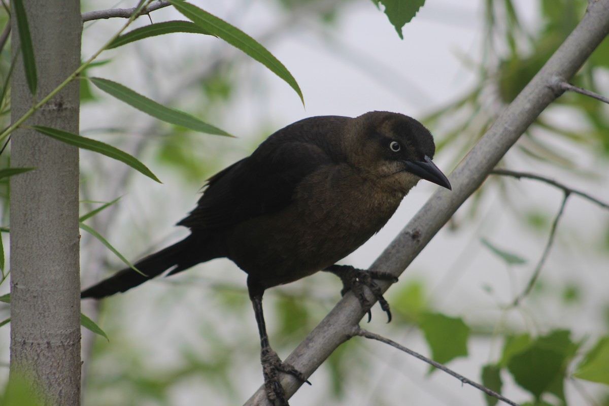 Brewer's Blackbird - ML635349405