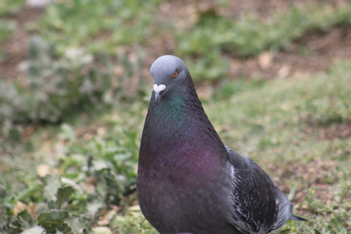 Rock Pigeon (Feral Pigeon) - ML635349445