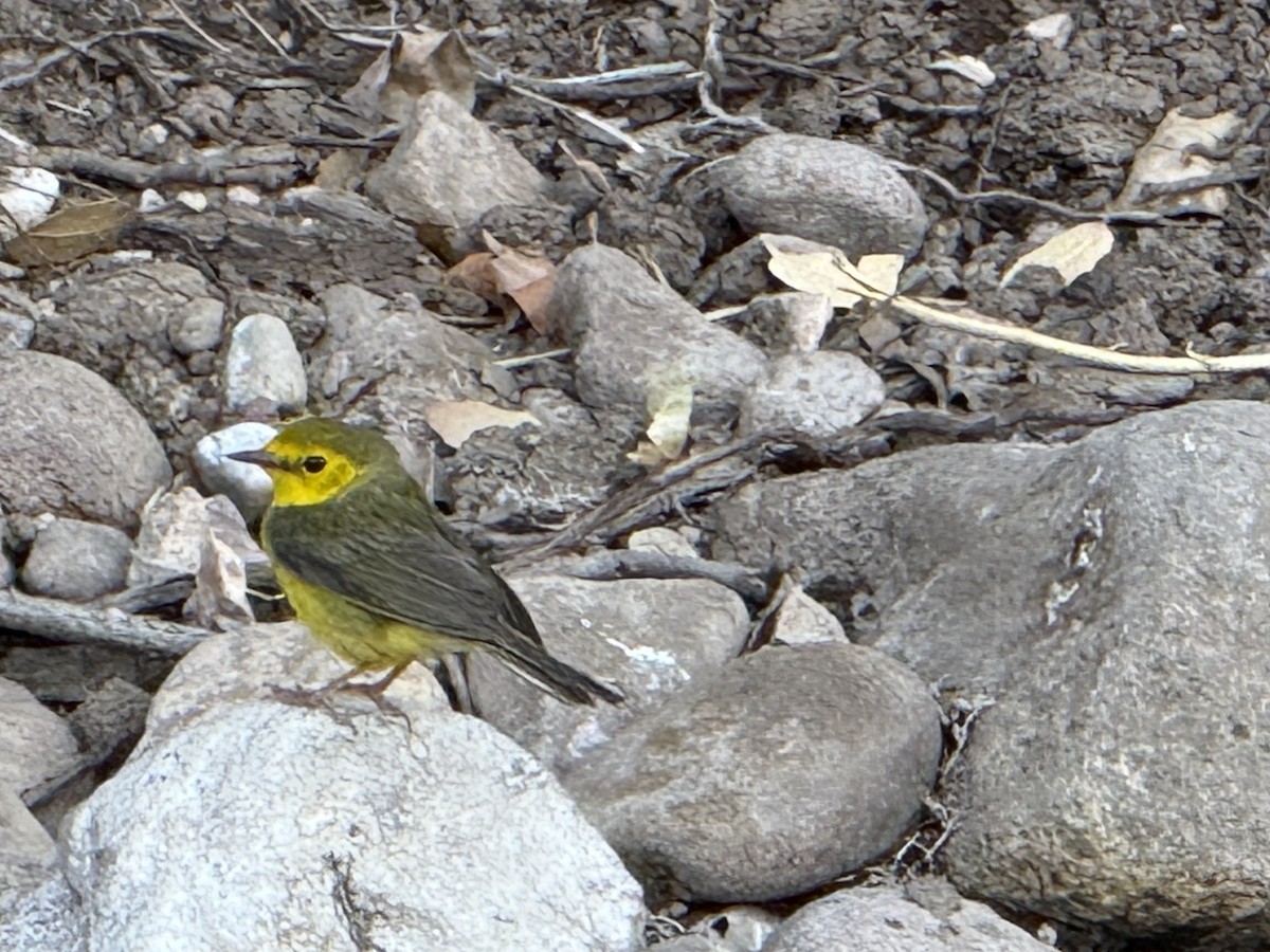 Hooded Warbler - ML635349446