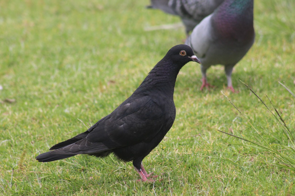 Rock Pigeon (Feral Pigeon) - ML635349451