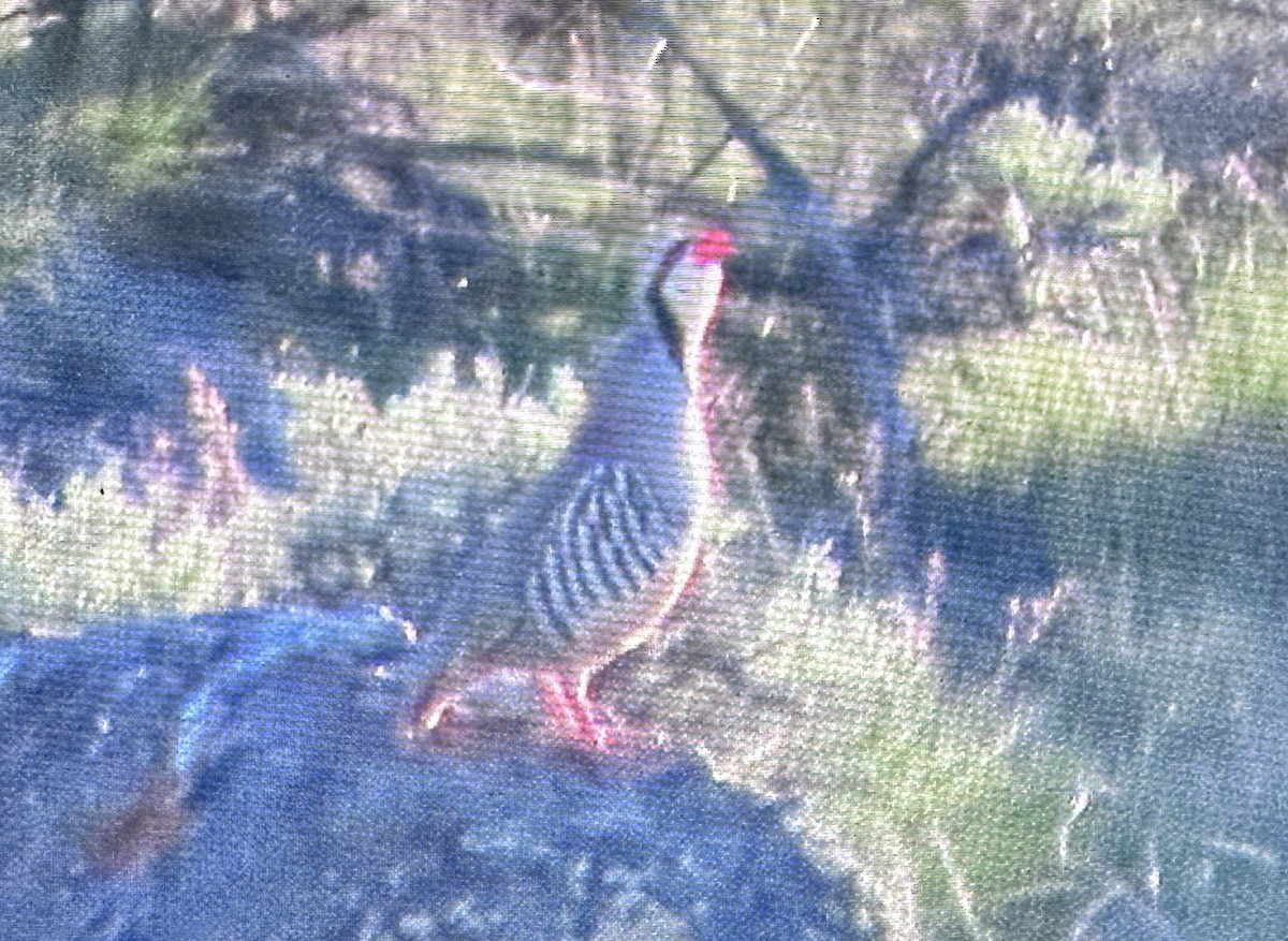 Chukar - ML635349452