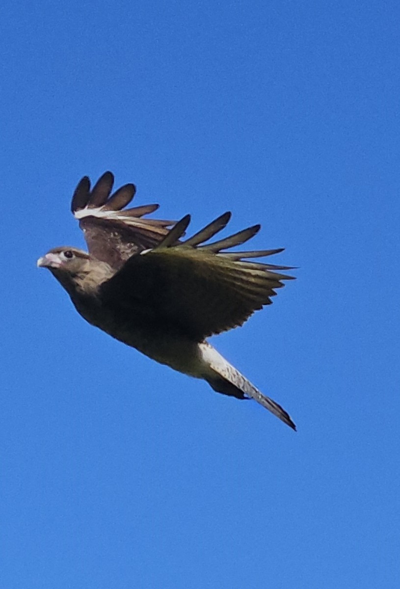 Chimango Caracara - ML635349477
