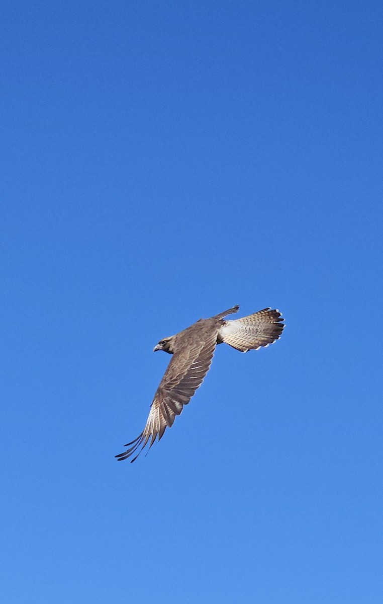 Chimango Caracara - ML635349478