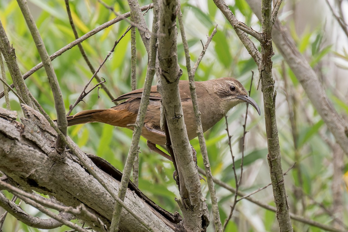California Thrasher - ML635349481