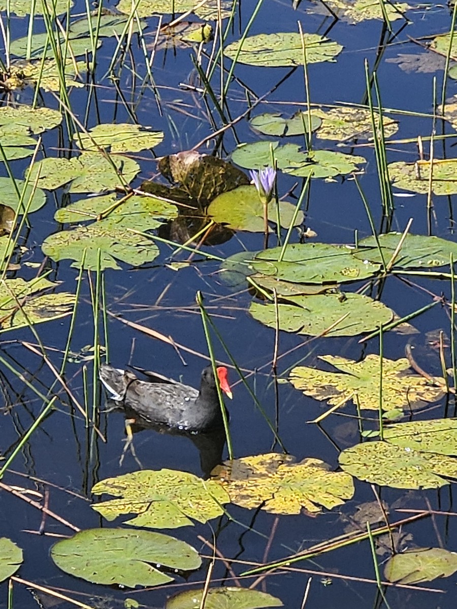 Common Gallinule - ML635349483