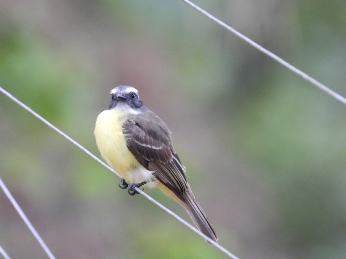 Social Flycatcher - ML635349492