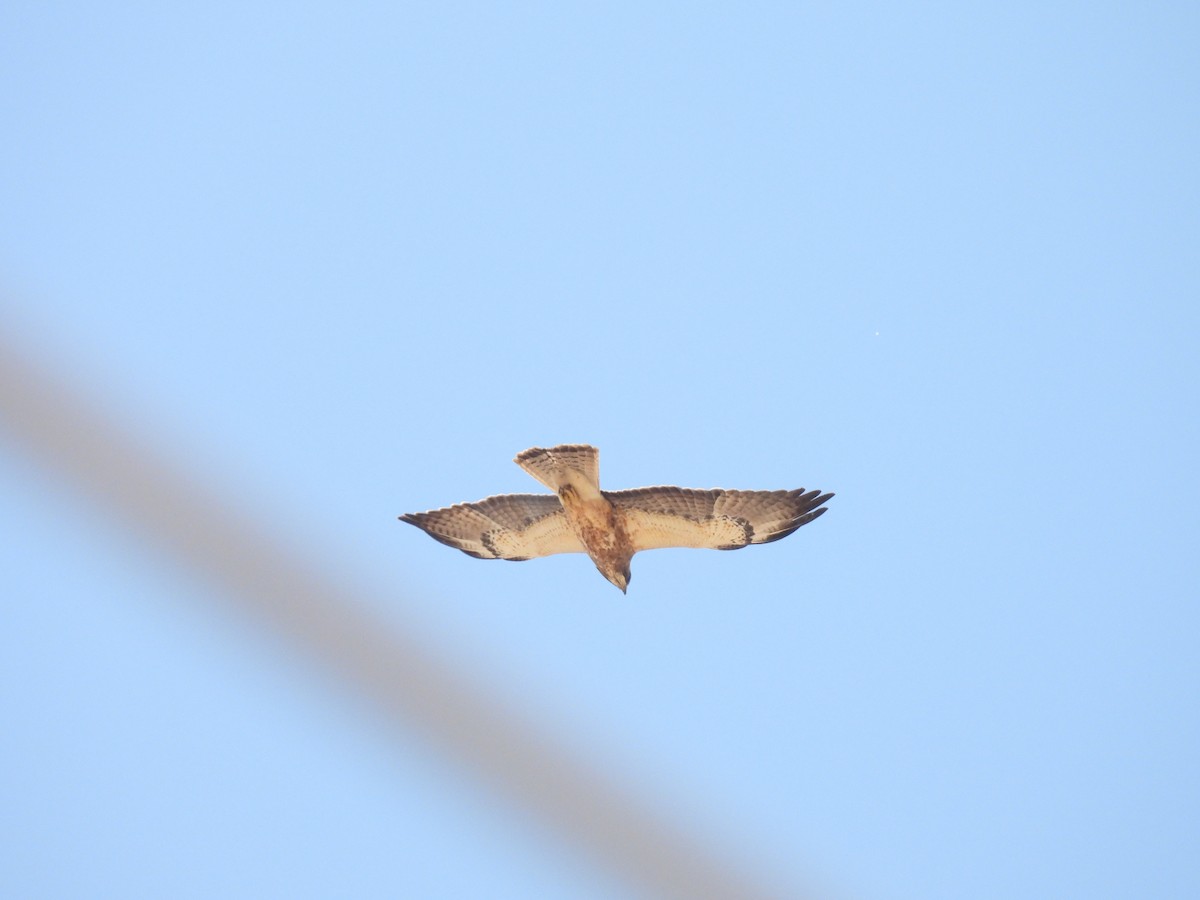 Swainson's Hawk - ML635349505