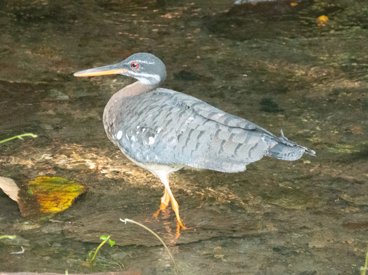 Sunbittern - ML635349508