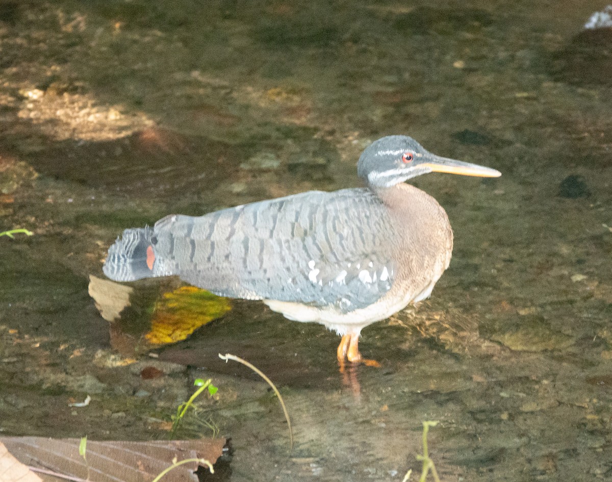 Sunbittern - ML635349511